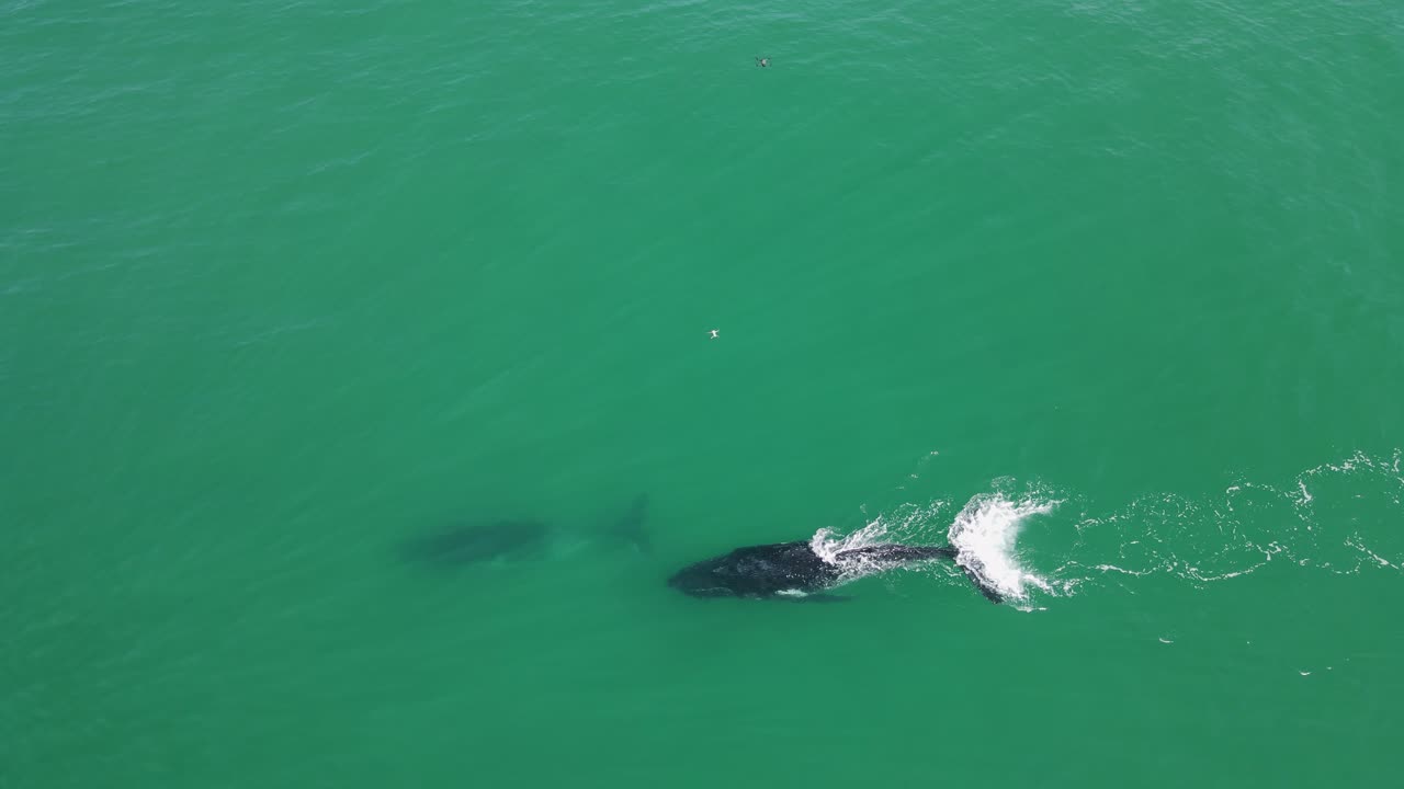 Two drones follow and film Humpback Whales travelling in the ocean on their yearly migration north