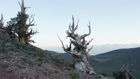 big bristlecone pine in the ancient bristlecone pines forest of the white mountains