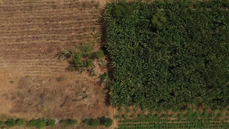 Éxito-Del-Riego-Por-Gravedad-En-Tierras-Desérticas-Y-Estériles,-Brasil,-Sudamérica