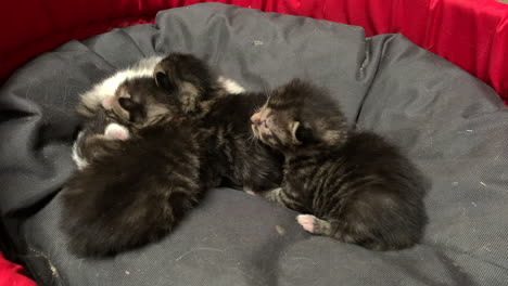 cute newborn kitty meows at its sleeping siblings, close up