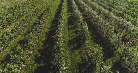 Apple-Orchard-In-August-Aerial-Shoot-1