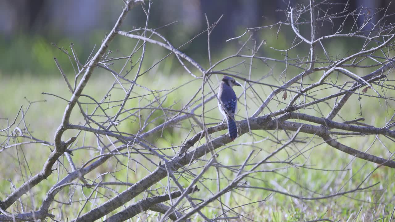 블루 제이 (blue jay) 는 플로리다의 나무 가지에서 몸을 가꾸고 있습니다.
