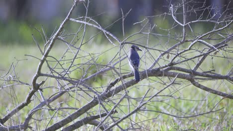 Blue-Jay-Mirando-Alrededor-Acicalándose-En-La-Rama-De-Un-árbol-En-Florida