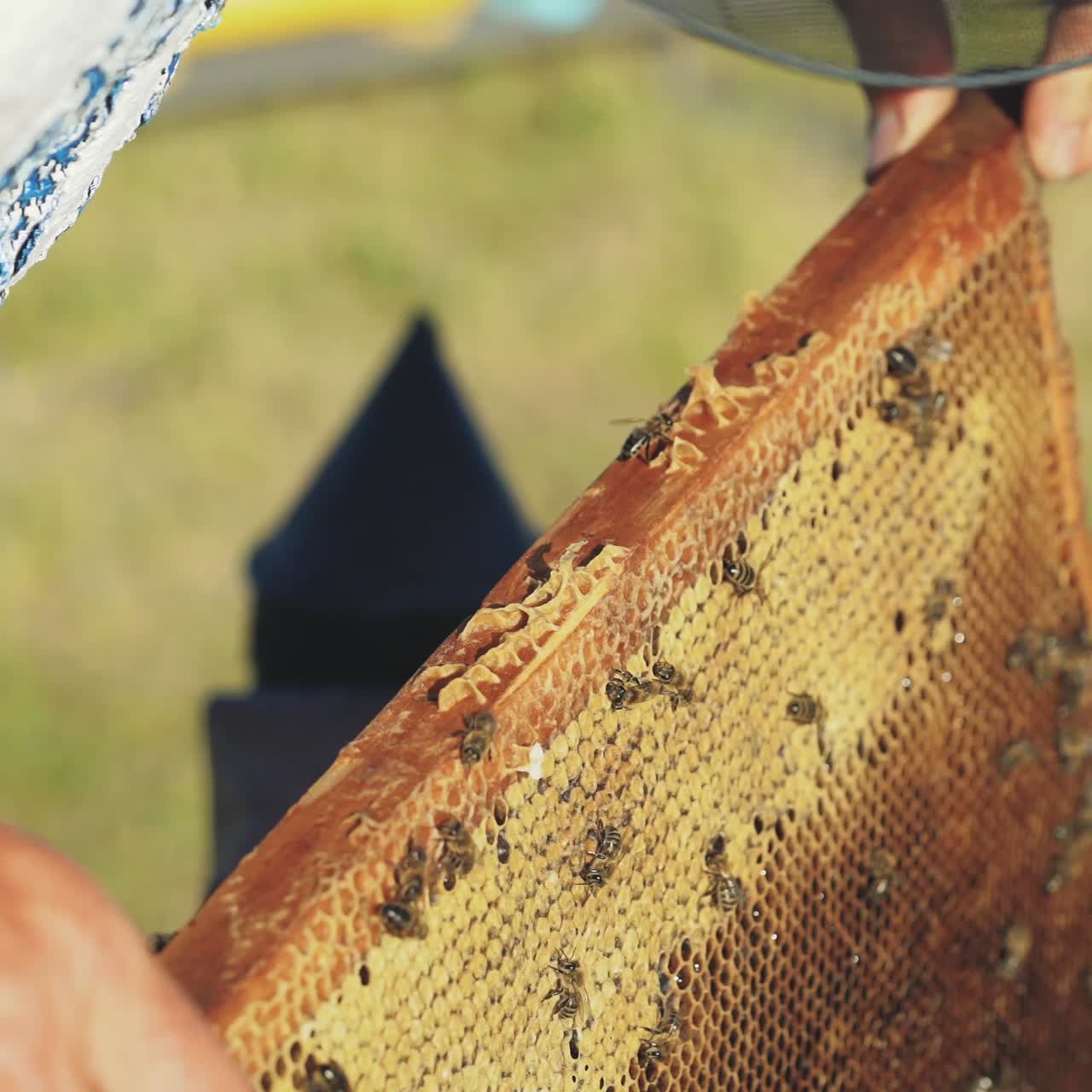 Frames of a bee hive. Hand of beekeeper is working with bees and beehives on the apiary.