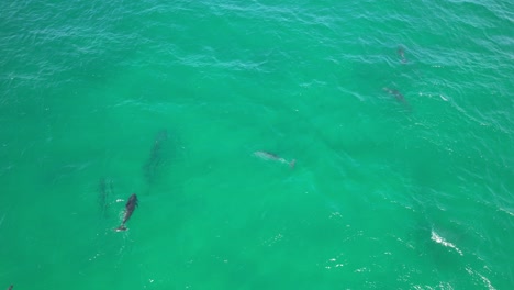 la manada de delfines de nariz de botella nadando bajo el mar en nueva gales del sur, australia