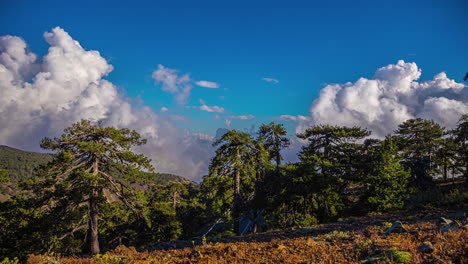 Fast-moving-clouds-behind-trees,-closeup-timelapse