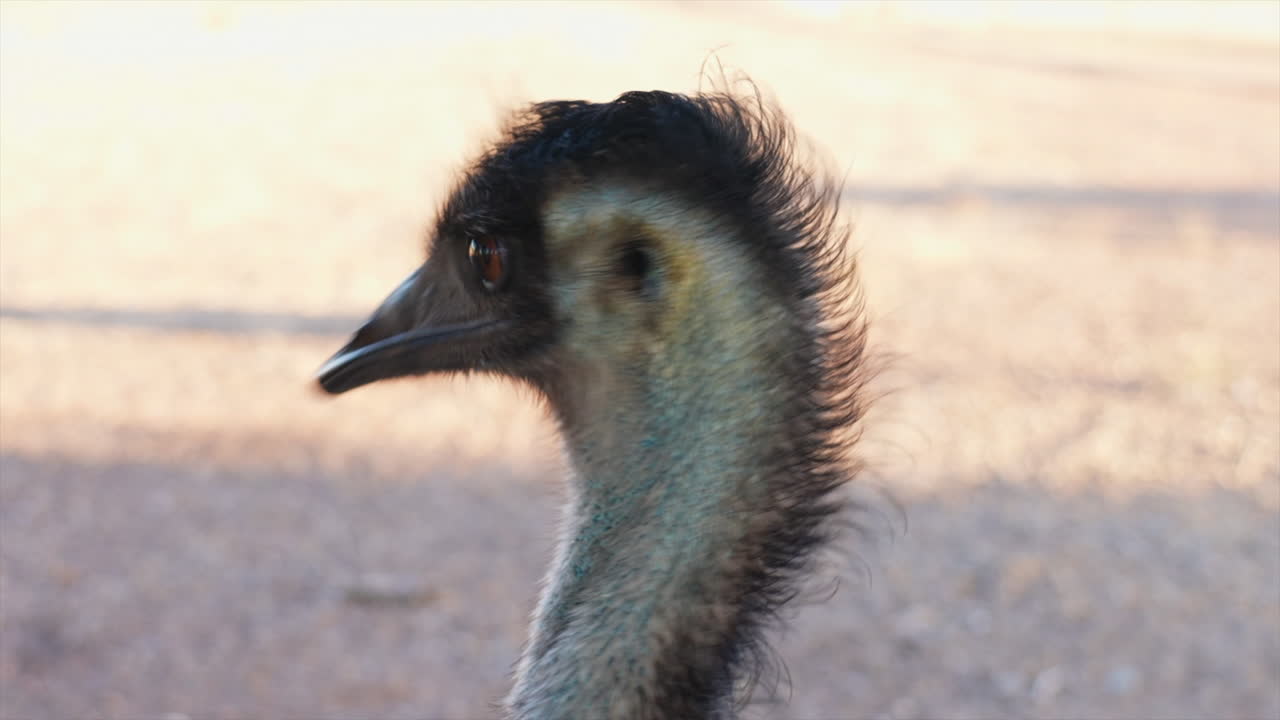 Close up shot of Emu head, Australia