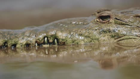 Krokodil-Nahaufnahme-Zähne-Auge-Fluss-Costa-Rica