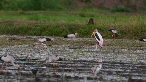 seen in the middle of the paddy field looking to its right then turns to face towards the left while other birds are busy foraging