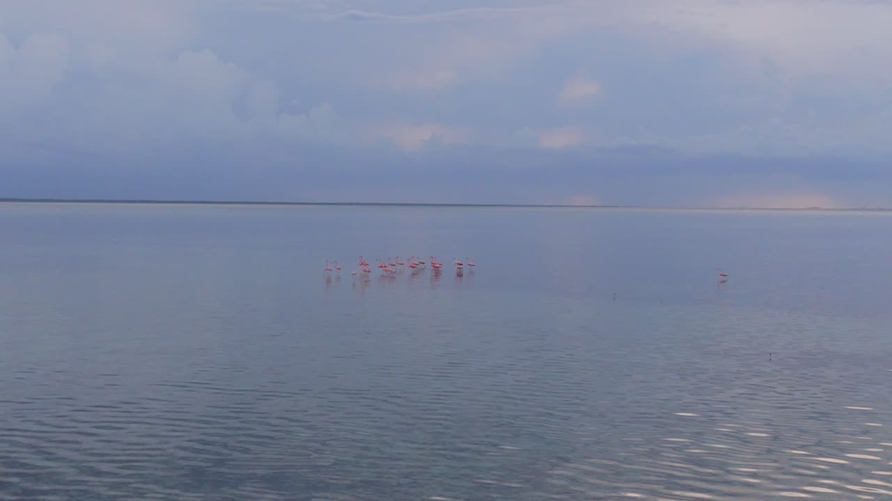 A tranquil group of flamingos moves through Isla Blanca’s shimmering waters beneath a radiant purple and pink evening sky