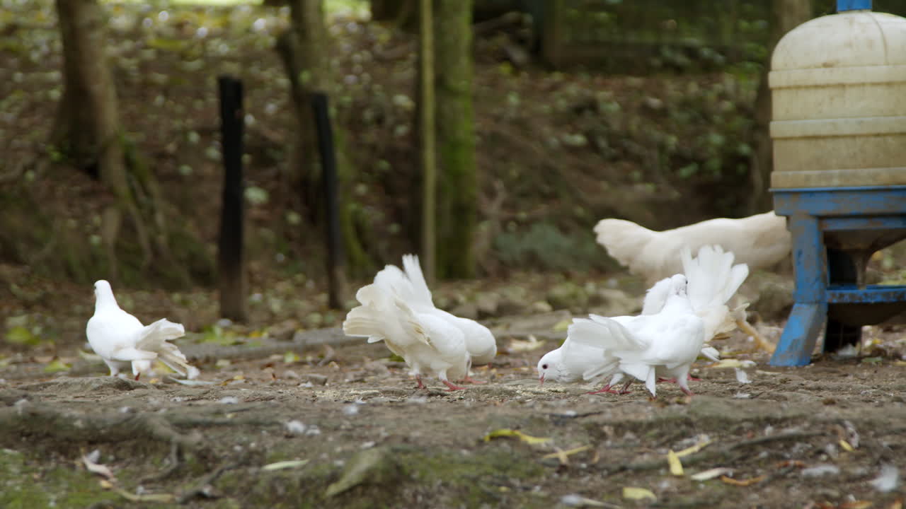 белые голуби и куры в сельской местности