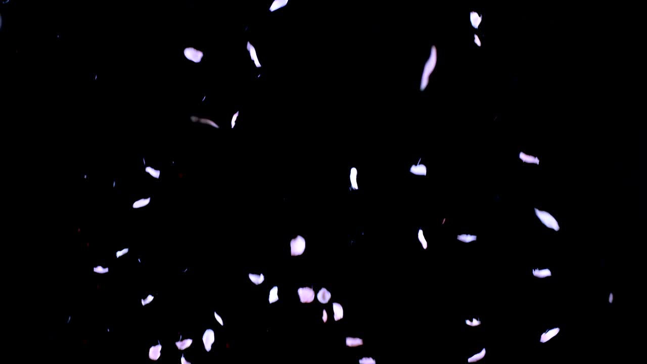 los pétalos de las rosas caen.