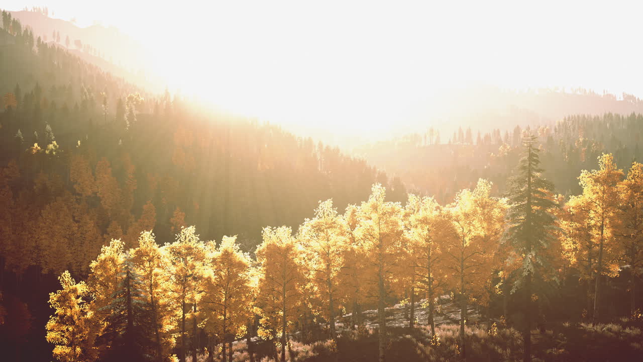 숲 위 의 해가 뜨는 것