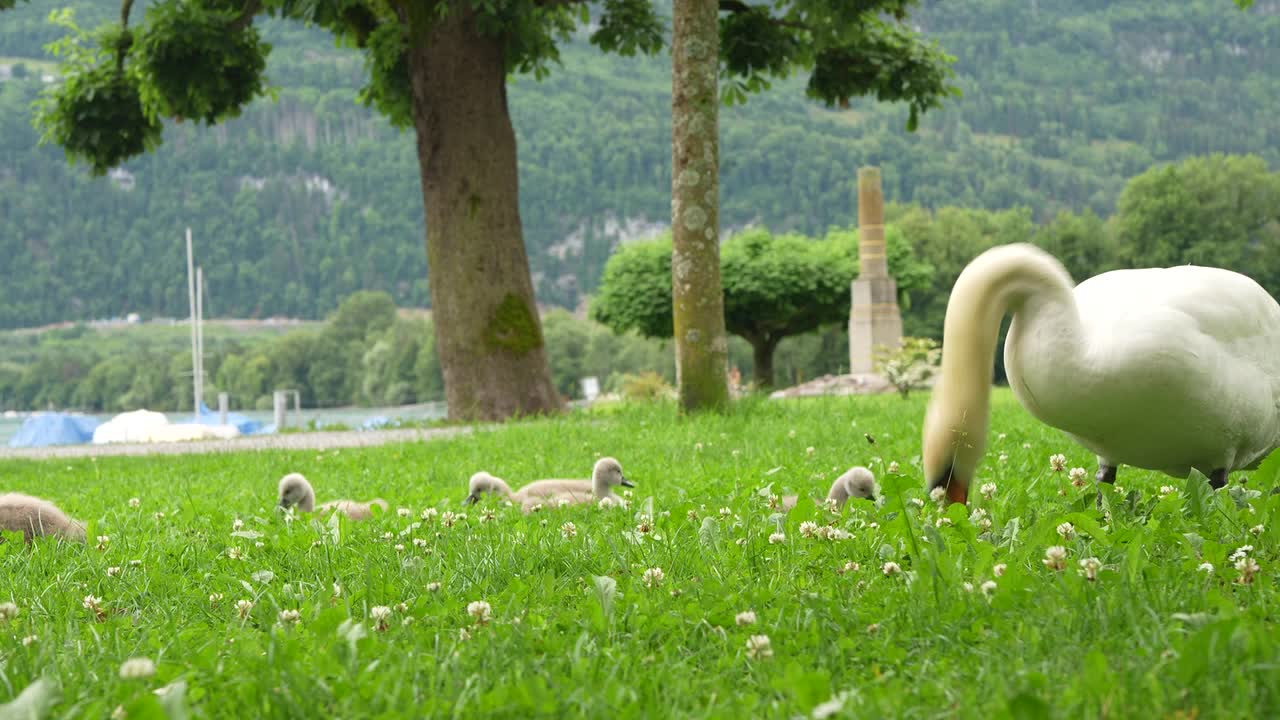 Adult Swan and Cygnets Foraging in a Picturesque Lakeside Meadow with Boats and Mountains in Background