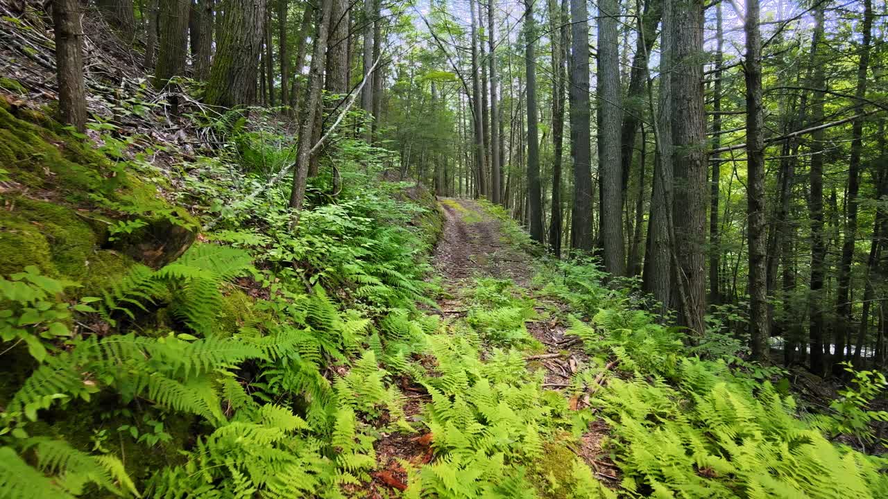 Záběr dronem nízko a plynule letící nad lesní půdou přes kapradiny v krásném borovém lese v pohoří Catskill v údolí Hudson v New Yorku