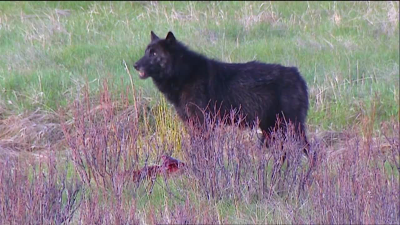 Lupi avvistati nel Parco Nazionale di Yellowstone 1