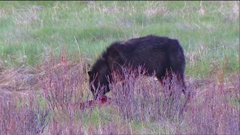 wolves are seen in yellowstone national park 1