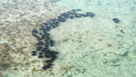 row of black diadema sea urchins in shallow water