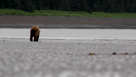 un oso grizzly de alaska en la arena