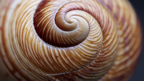 close-up of a snail shell's spiral pattern and texture