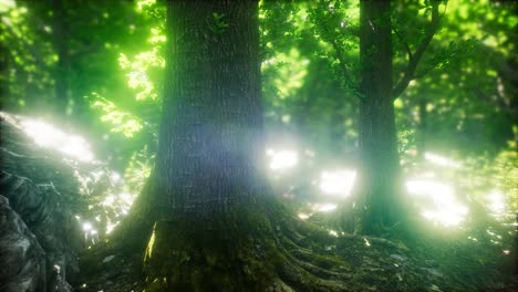 scenic forest of fresh green deciduous trees framed by leaves