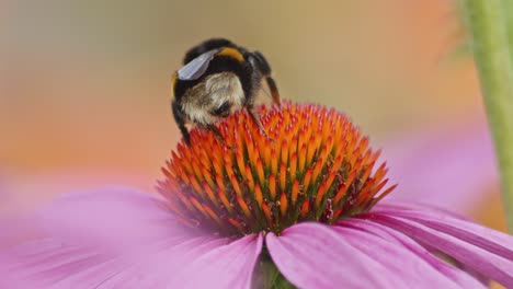 Rückseite-Einer-Hummel-Auf-Einer-Orangefarbenen-Kegelblume,-Die-Nektar-Sammelt