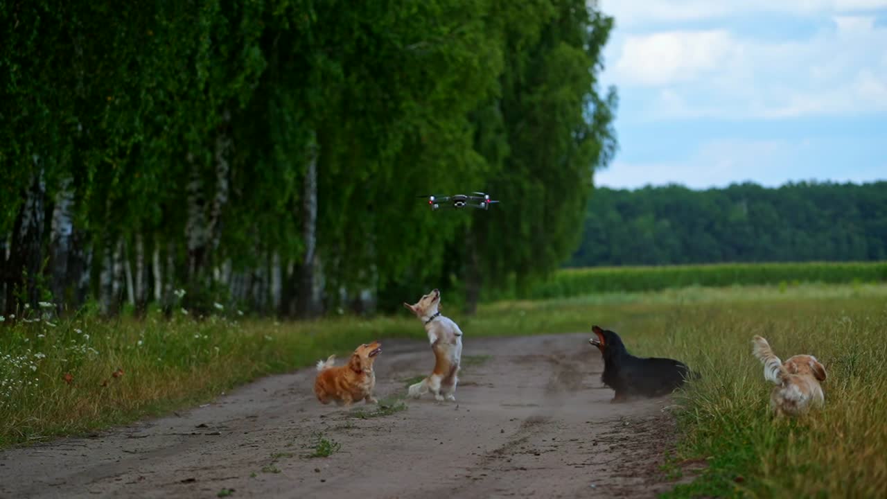 Four dogs playing outside with dron. Happy dogs on nature background. Small breeds. Trying to catch dron or quadrocopter. Nature background. Video of small dogs.