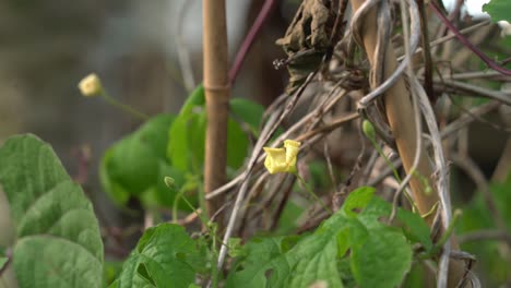 yellow flower of cerasee kerala bitter melon plant with kerala hanging from vines used to make herbal healthy teagood for weight loss