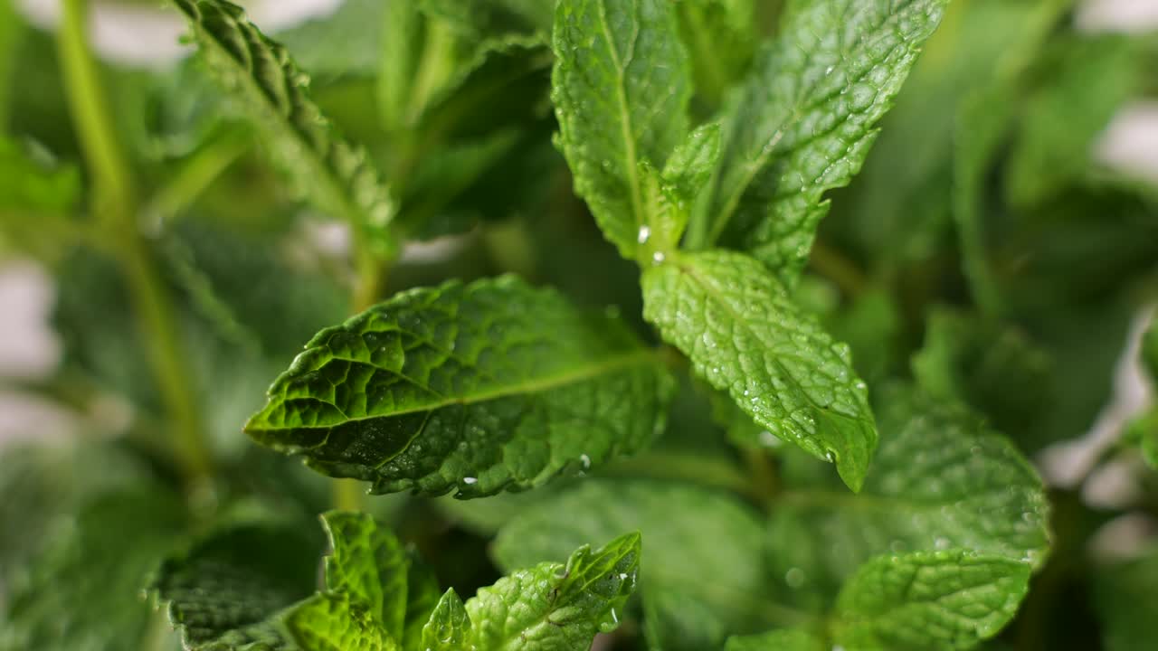 녹색 잎에서 떨어지는 물방울의 클로즈업