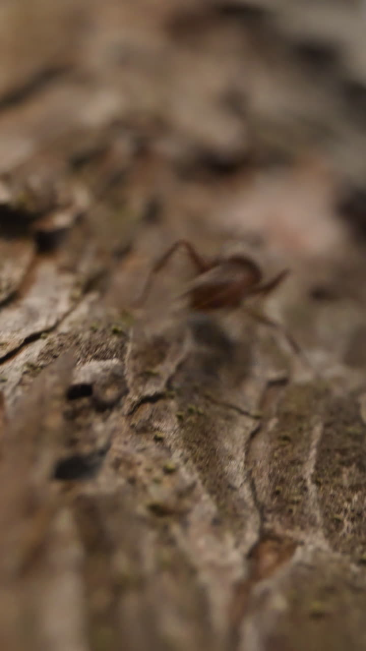 Curious brown ant runs along tree trunk bark in forest on sunny day slow motion. Probe lens shot of wild ecosystem extreme close bottom view