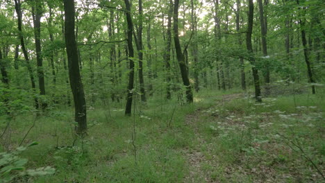 caminando en el bosque o bosque pov cámara lenta