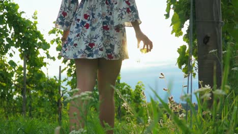 Stunning-HD-footage-of-a-young-white-Caucasian-woman-with-a-knitted-hat,-dress-and-red-lipstick-walking-through-vineyards-with-a-wine-glass-in-hand