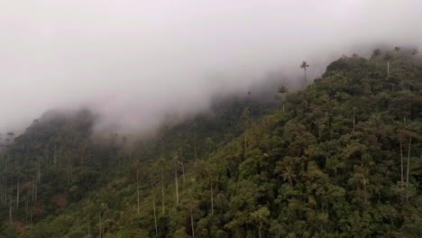 Valle-Brumoso-De-Cocora-Cubierto-Por-Nubes-Sobre-Palmeras-De-Cera-En-Las-Montañas