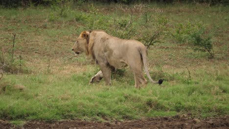 León-Caminando-Por-La-Tierra-Y-Encontrándose-Con-Otros-Leones