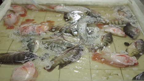 pescado fresco en un mercado