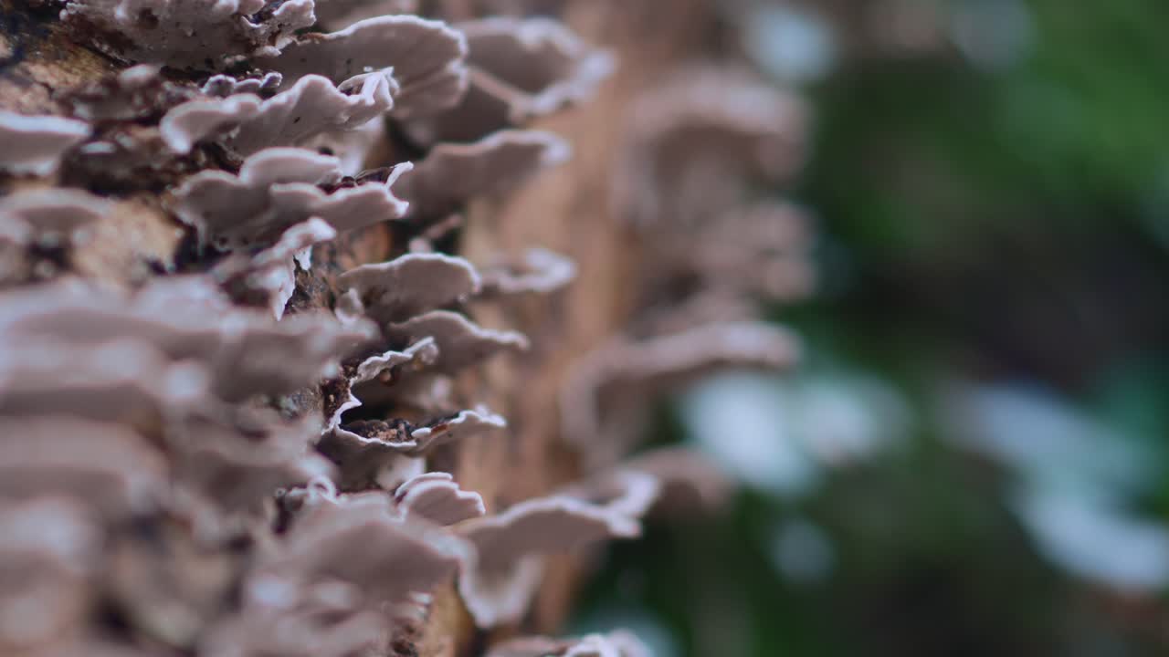 setas en el lado de un árbol caído