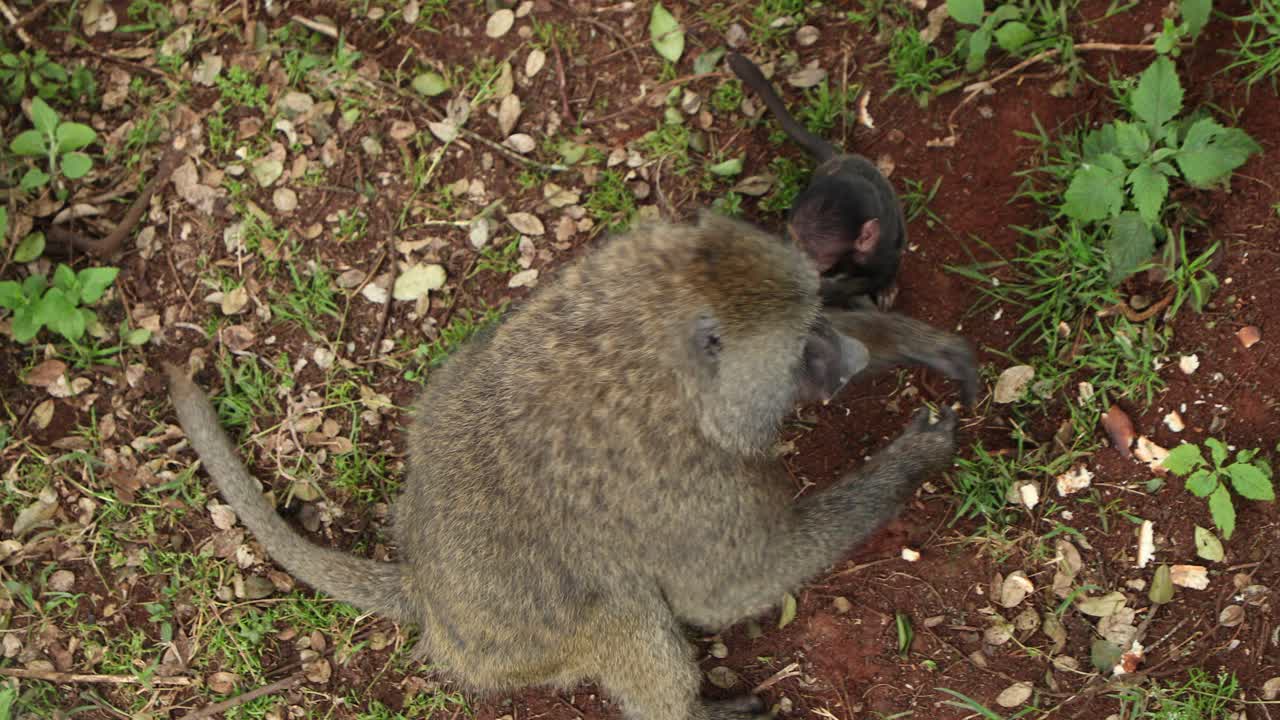 familia de babuinos olivo que se alimentan en el parque nacional de aberdare en kenia, áfrica oriental