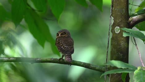 collared owlet, taenioptynx brodiei, kaeng krachan, thailand