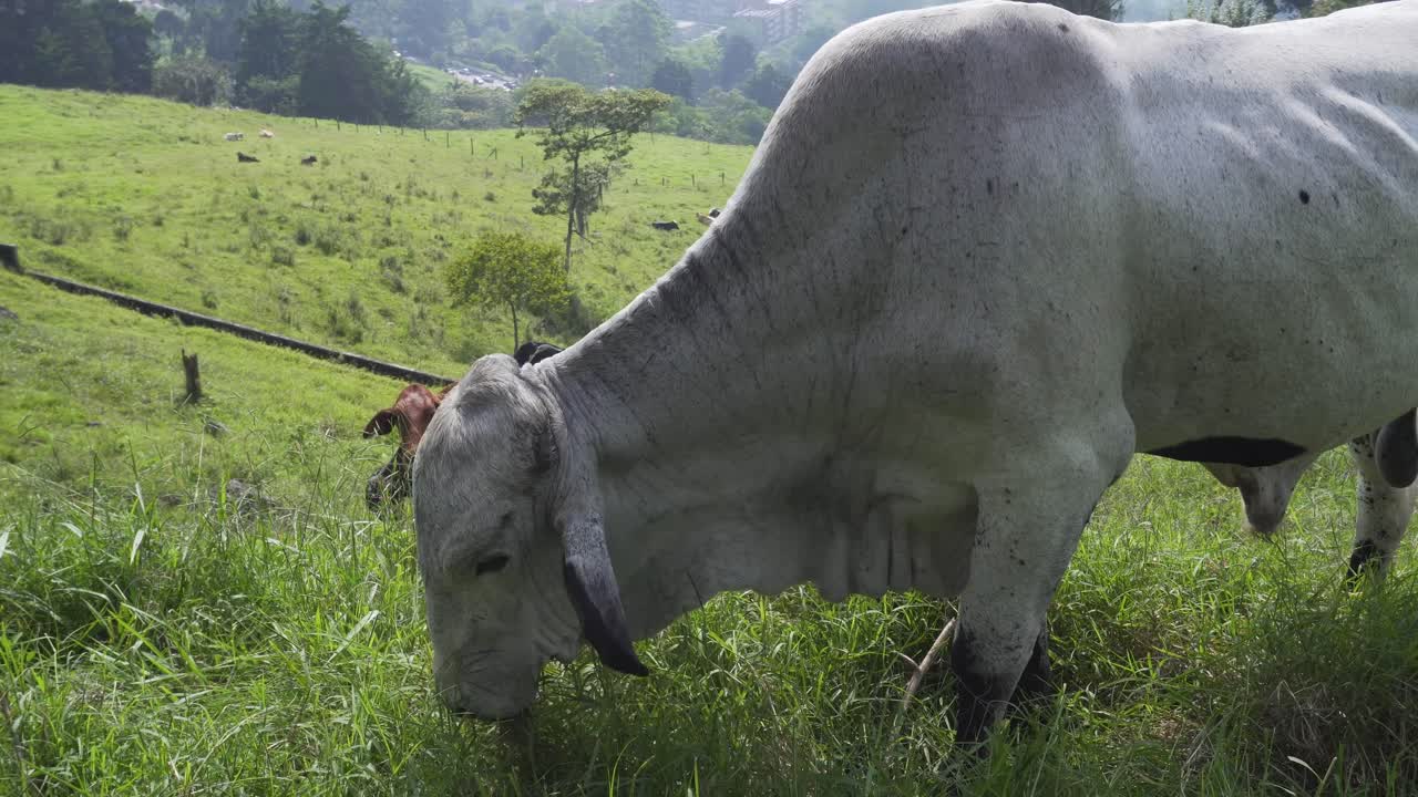 농장에서 먹는 소와 황소