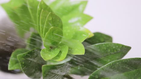 Slow-motion-of-small-drops-falling-on-residential-potted-plant-leaves