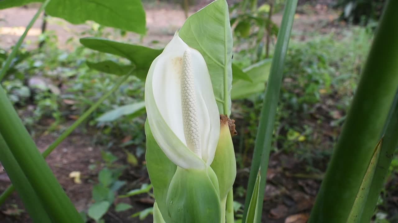 flor blanca de planta de taro u orejas de elefante o colocasia esculenta en sri lanka
