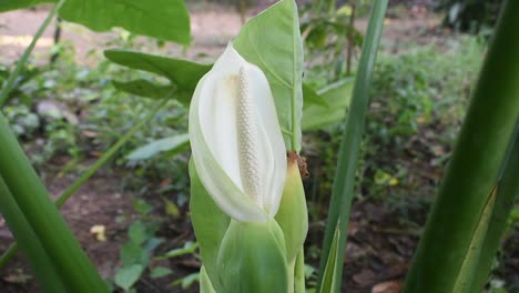 white flower of taro plant or elephant ears or colocasia esculenta in sri lanka