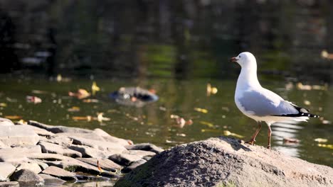 a seagull takes off from a rock