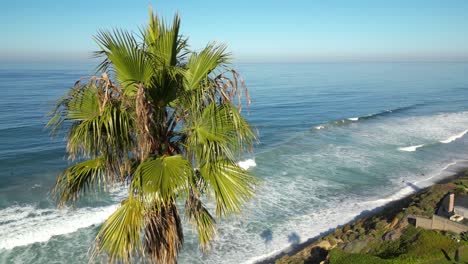 palm tree reveals surfers on california coast