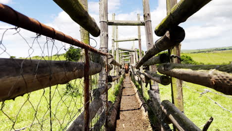 Observe-Cómo-El-Ganado-Navega-Rápidamente-A-Través-De-Una-Ducha-Química-Para-Eliminar-Garrapatas,-Garantizando-Su-Salud-E-Higiene-En-La-Granja.