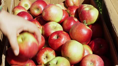 mano colocando manzanas maduras en la caja, colores de otoño