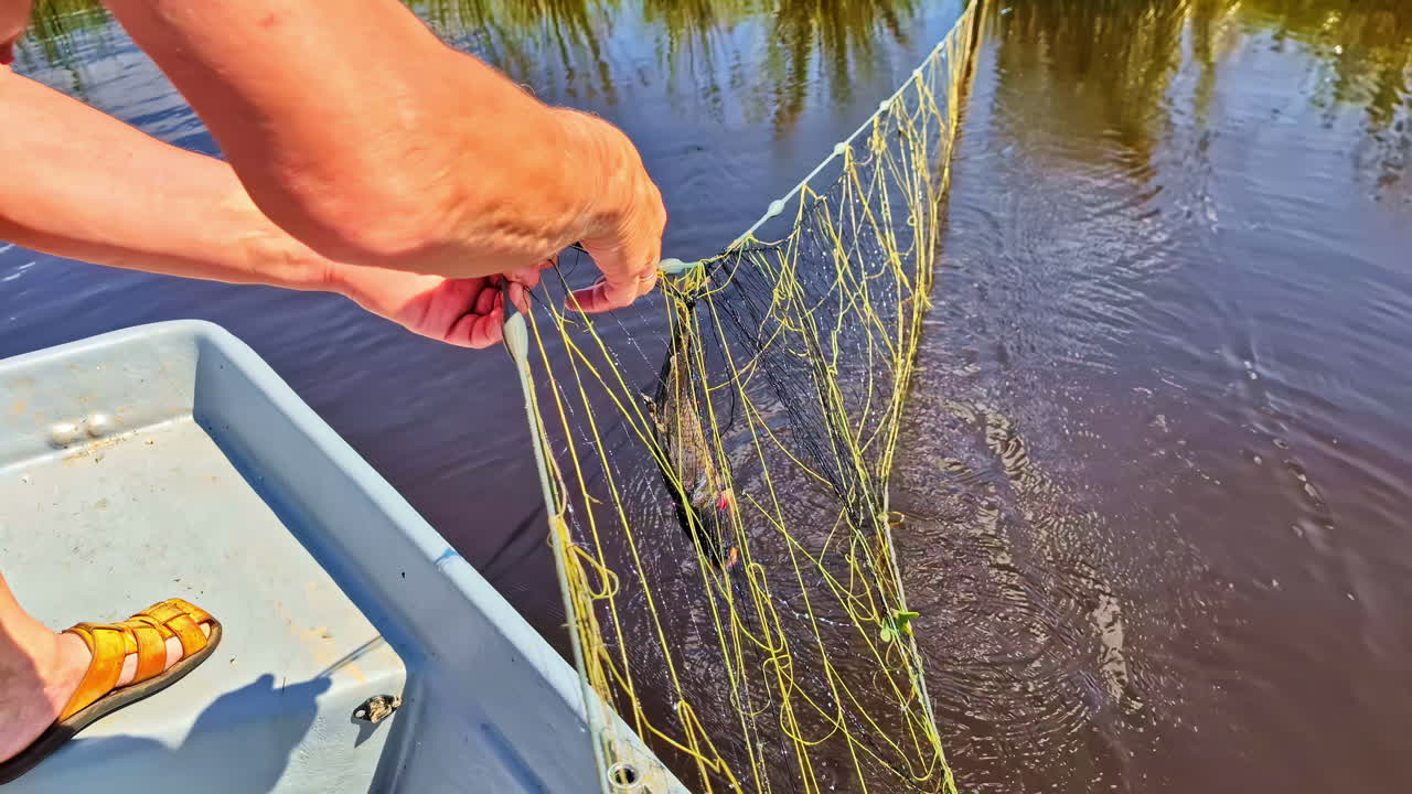 Slow motion fish wriggling in hand as person pulls net up from shallow pond