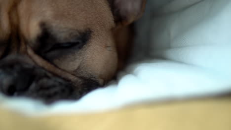 Looking-into-the-brown-flashing-eyes-of-a-french-bulldog-which-is-lying-on-a-yellow-blanket