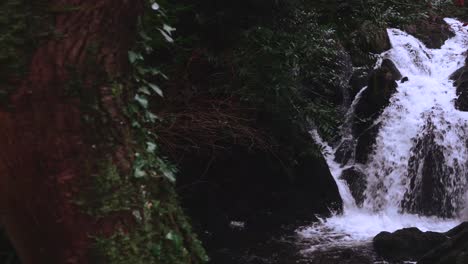 Waterfall-Behind-Tree-in-Forest