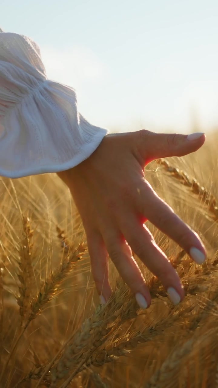 Woman Touching Golden Wheat Ears in a Field at Sunset